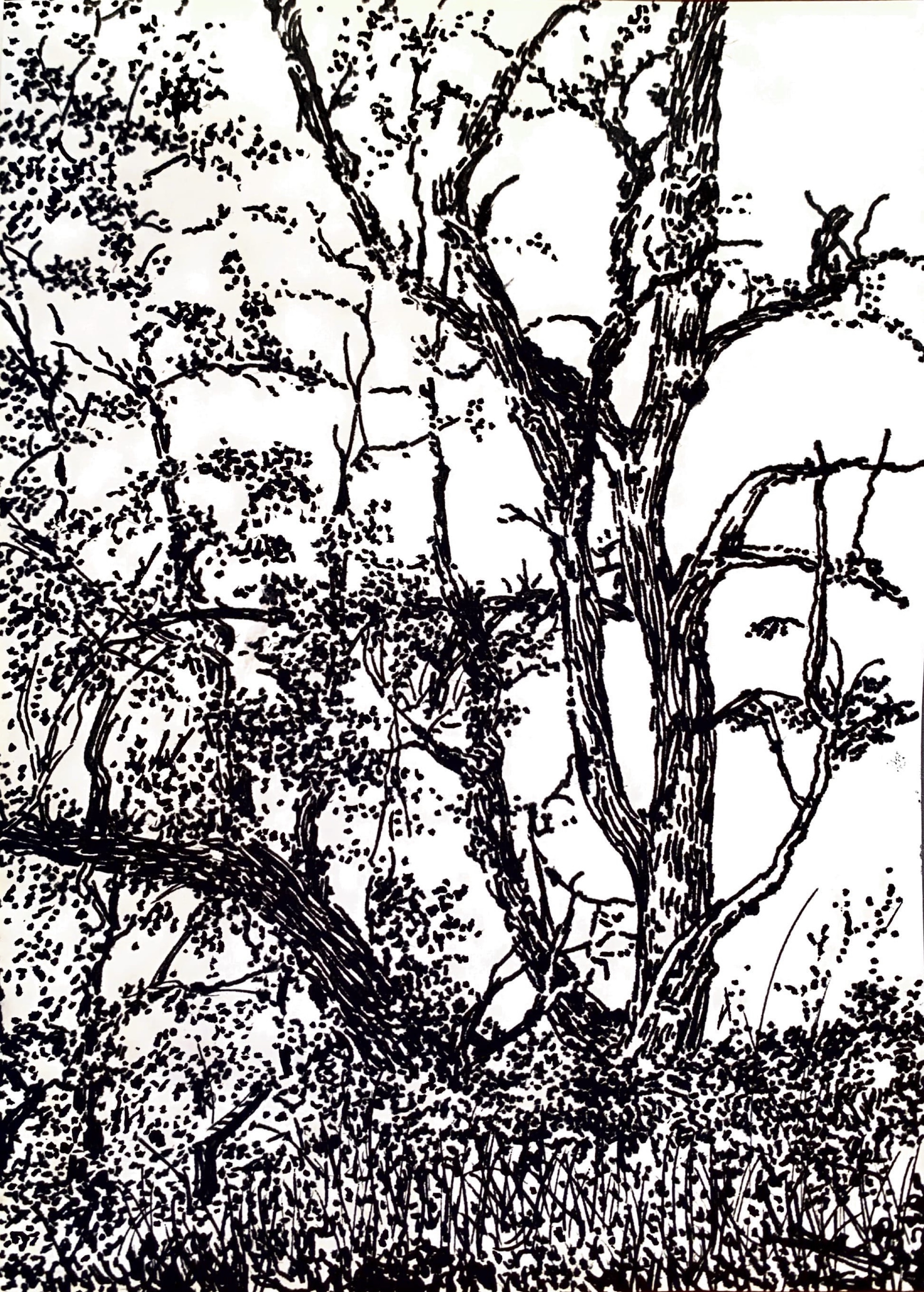 drawing